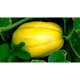 TomorrowSeeds - Golden Giant Korean Melon Seeds - 45+ Count - for 2025 Planting Hybrid Yellow White Stripe Japanese Cantaloupe Chamoe Ginkaku Makuwa Asian Fruit Grow Your Own Home Farm Patio Healthy