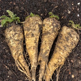 Parsnip Seeds for Planting - 100 Heirloom Non GMO Seeds - Plant & Grow Hollow Crown Parsnip Seeds in Your Home Outdoor Vegetable Garden - Full Planting Packets with Full Instructions, 5 Packets