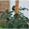 Rhiannons_garden_goodies Ditmarsher Micro Dwarf Tomato Seeds Organic 10 Count *Free