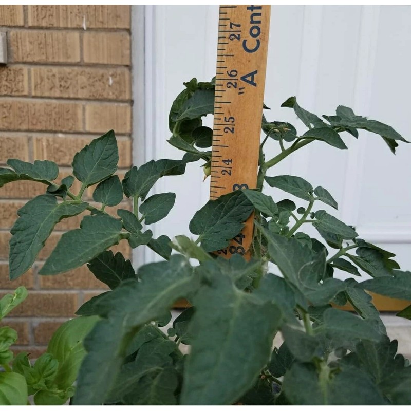 Rhiannons_garden_goodies Ditmarsher Micro Dwarf Tomato Seeds Organic 10 Count *Free