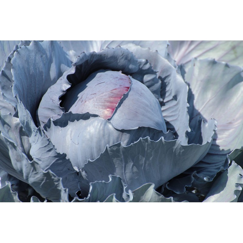 250 Red Acre Cabbage Seeds for Planting - Heirloom Non-GMO