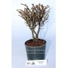 House of Bonsai Cork Bark Hokkaido Dwarf Chinese Elm Pre-Bonsai