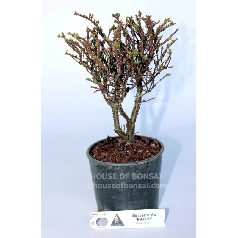 House of Bonsai Cork Bark Hokkaido Dwarf Chinese Elm Pre-Bonsai