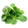 Mache Lettuce - Delicious Verte de Cambrai - Small Leaf