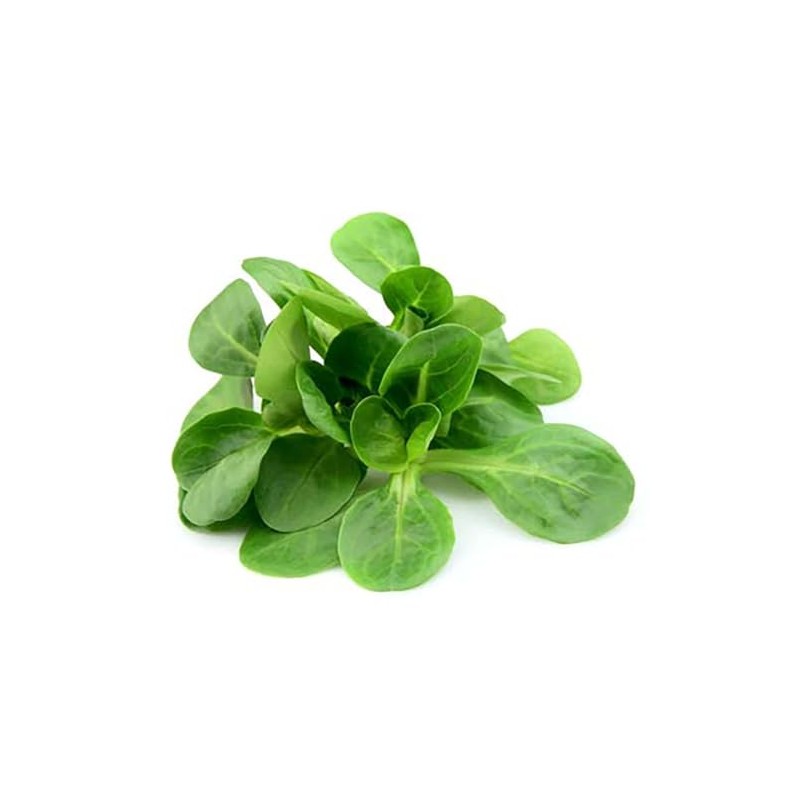 Mache Lettuce - Delicious Verte de Cambrai - Small Leaf