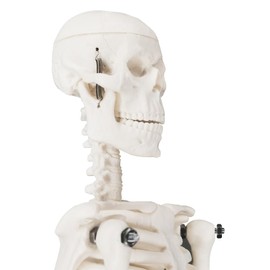Human skeleton model, 17 inch mini skeleton model with movable arms and legs, scientific model to study basic details of the human skeletal system