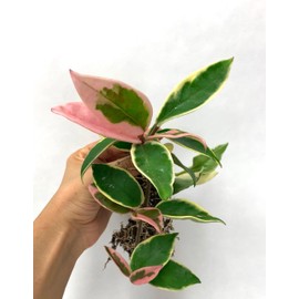 Tricolor Hoya Krimson Queen, Hoya Carnosa Variegata Tricolor Hoya Ships from CA (4" Pot)