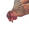 Doact Pack of 2 Chicken Garden Stakes, Handmade Chicken Lawn