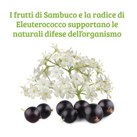 Colours of Life Holunderbeere Formel, 60 Tabletten