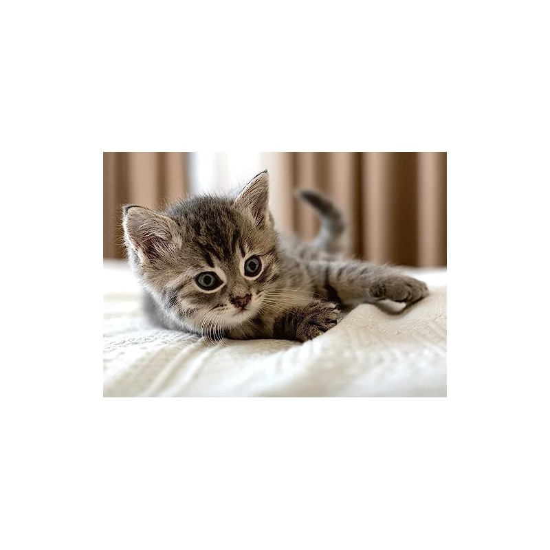 Cuddly Blanket 100 x 140 cm Kitten