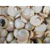 Florida Shells and Gifts 12 Pale Cat Eye Shells Seashells
