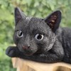 Vivid Arts - Laying Black Cat - XRL-DC61-D