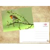 ROTKEHLCHEN Set of 2 Animal Postcard Postcard Birds from Germany