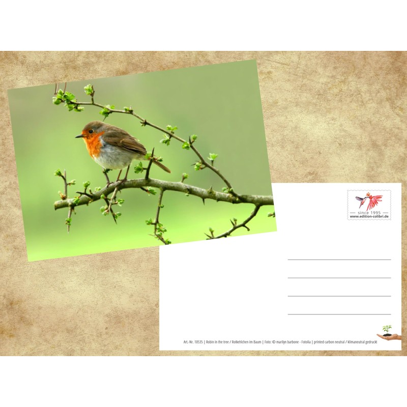 ROTKEHLCHEN Set of 2 Animal Postcard Postcard Birds from Germany