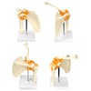 QWORK® Shoulder Joint Anatomical Model, Skeleton Model with Flexible Bands,