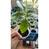 9waters Annona Muricata Graviola Soursop Guanabana Potted Starter Tropical Tree