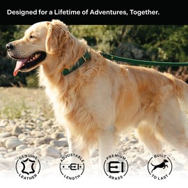 Classic Genuine Leather Dog Collar | Dog Collars for Medium Dogs, Small Dogs, Large Dogs & Extra Large Dog | Wide Dog Collar | Heavy Duty Collar (Green, Large)