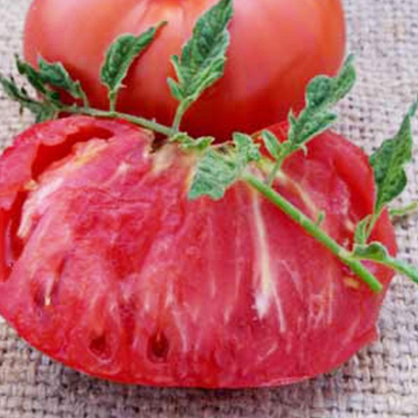 Marianna’s Peace Tomato 0.25 Oz ~1,875 Seeds – Heirloom Slicing