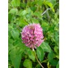 3,000 Medium Red Clover Seeds 7 Grams USA Harvested pollinator