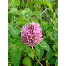 3,000 Medium Red Clover Seeds 7 Grams USA Harvested pollinator bee Butterfly Non GMO