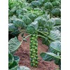 22Day Seeds: Seeds Brussels Sprouts Long Island/Green Cabbage/Non GMO/Heirloom