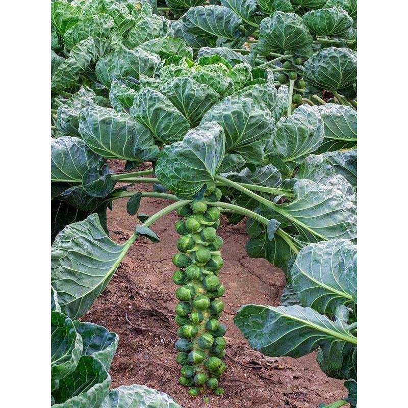 22Day Seeds: Seeds Brussels Sprouts Long Island/Green Cabbage/Non GMO/Heirloom