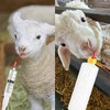 24 Pcs Lamb and Goat Kid Feeding Kit Including 3