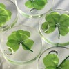 Real Four Leaf Clover Good Luck Pocket Token, Preserved, 1.25”,