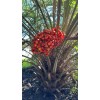 HomeGrown 10x Pindo (Jelly) Palm Tree Seeds (Butia Capitata) Cold-Hardy!