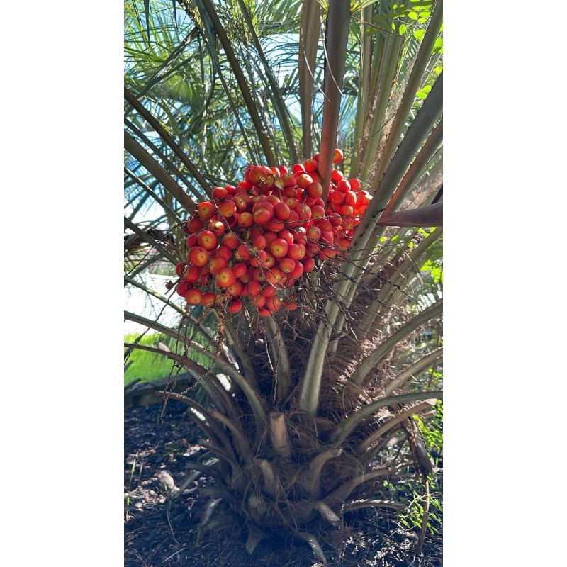 HomeGrown 10x Pindo (Jelly) Palm Tree Seeds (Butia Capitata) Cold-Hardy!
