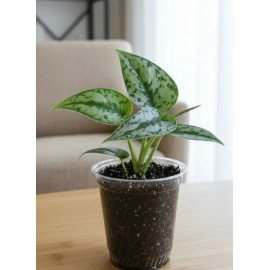 Live Scindapsus Silver Lady Plant In 4” Pot | Satin Pothos Indoor Houseplant