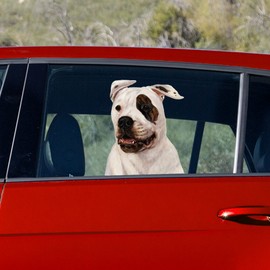 Lhasa Apso - Pet Gifts Window Vinyl Decal, Dogs On The Move, Sticker Clings to Glass surfaces, Cars Trucks & SUVs, for Doggy Lovers!