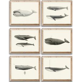 Vintage Whales Wall Art Prints (Set of 6) - Unframed - 8x10s | Beach Décor | Nautical Beach Décor Collection | Capture the Serenity of the Sea with this Delightful Ensemble | Bathroom Décor