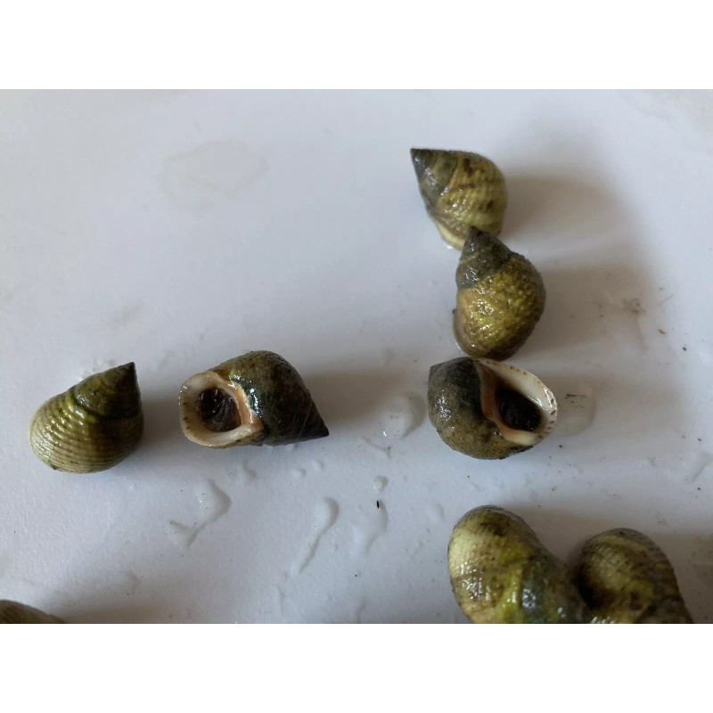 25 Live Saltwater Periwinkle Snails For Aquarium Fish Tank Filter