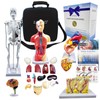 Human Anatomy Model Set | Torso, Heart, Skeleton, Skin, Brain