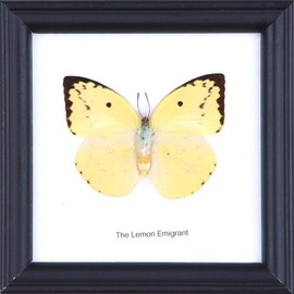 The Lemon Emigrant Butterfly (Catopsilia pomona) | Framed Beautiful Butterfly Wall Decor | Unique Taxidermy Collectables | 12 x 12 cm