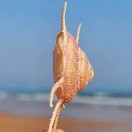 Large Natural Guildfordia Yoka Turban Seashell Rare Real Beach Home 2.5-3" In