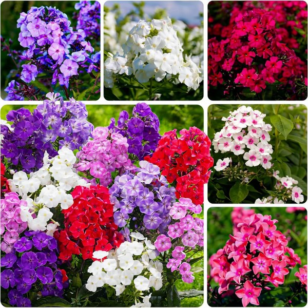 Mixed Phlox Seeds for Planting - 2000 Creeping Phlox Seeds