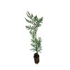Incense Cedar | Medium Tree Seedling | The Jonsteen Company