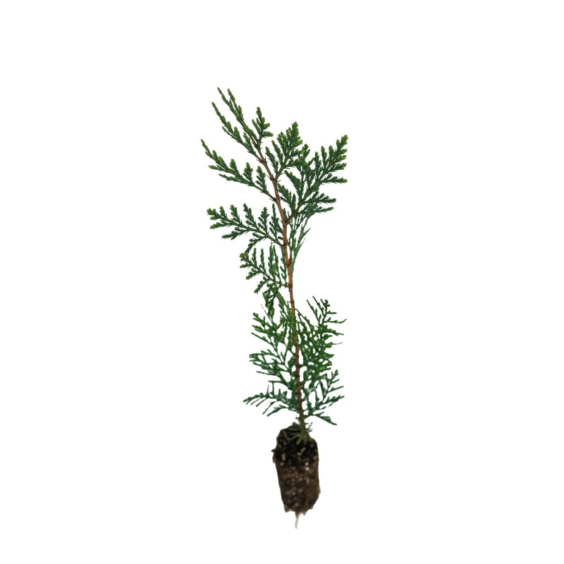Incense Cedar | Medium Tree Seedling | The Jonsteen Company