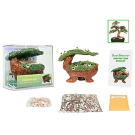 Eve's Bonsai Babyland Miniature Elm Seed Kit, Complete Kit to Grow Elm Bonsai Trees from Seed, Unique and Exclusive Bonsai Babyland Planter
