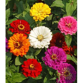 Zinnia California Giant Mix Nice Garden Flower by Seed Kingdom Bulk 1/4 Lb Seeds