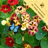 Yellow Red Nasturtium Seeds Mixed Colors - Garden Flowers Seeds