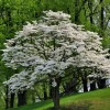 Tree White Flowering Dogwood Tree - 24-36" Tall Live Plant