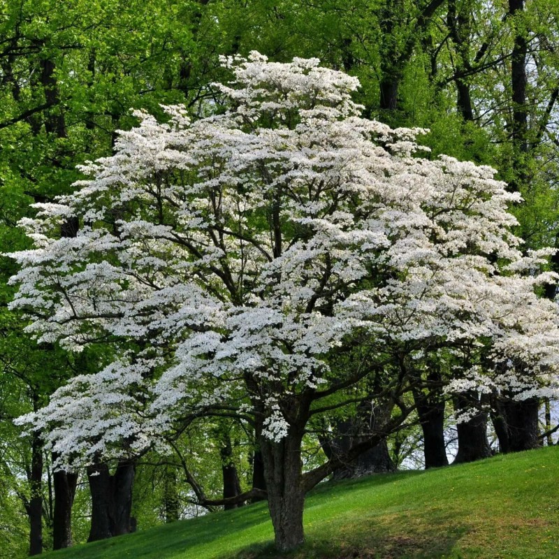 Tree White Flowering Dogwood Tree - 24-36" Tall Live Plant