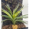 KERUIDENG Reptile Terrarium Decor, Bearded Dragon Tank Accessories，Spider Plants for