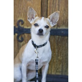 Lupine 1/2 inch Lil Bling Adjustable Dog Collar