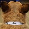 Small 'German Shepherd Sitting Side View' Dog Collar (PR00062647)