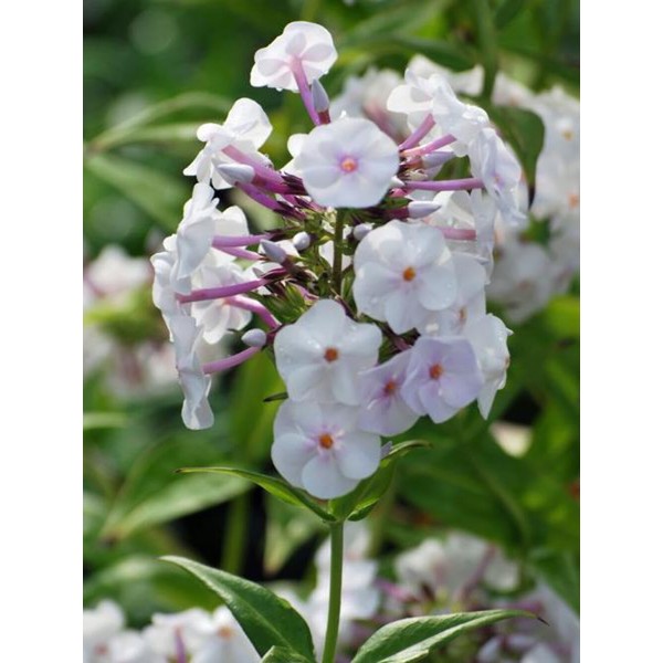 Perennial Farm Marketplace (Phlox Earlibeauty Daughter of Pearl) Perennial, Size-#1