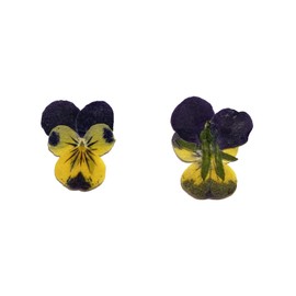 YUNZHI Natural Pansy Dried Pressed Flowers for Resin, Dry Flower for Candle,Epoxy Resin,Soap Making,Scrapbooking,DIY Art Crafts,Painting 12pcs/Pack (Pansy Yellow Purple)